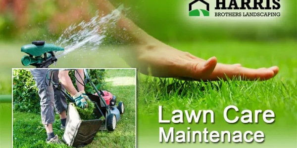 What to Keep in Mind While Doing DIY lawn Care Maintenance