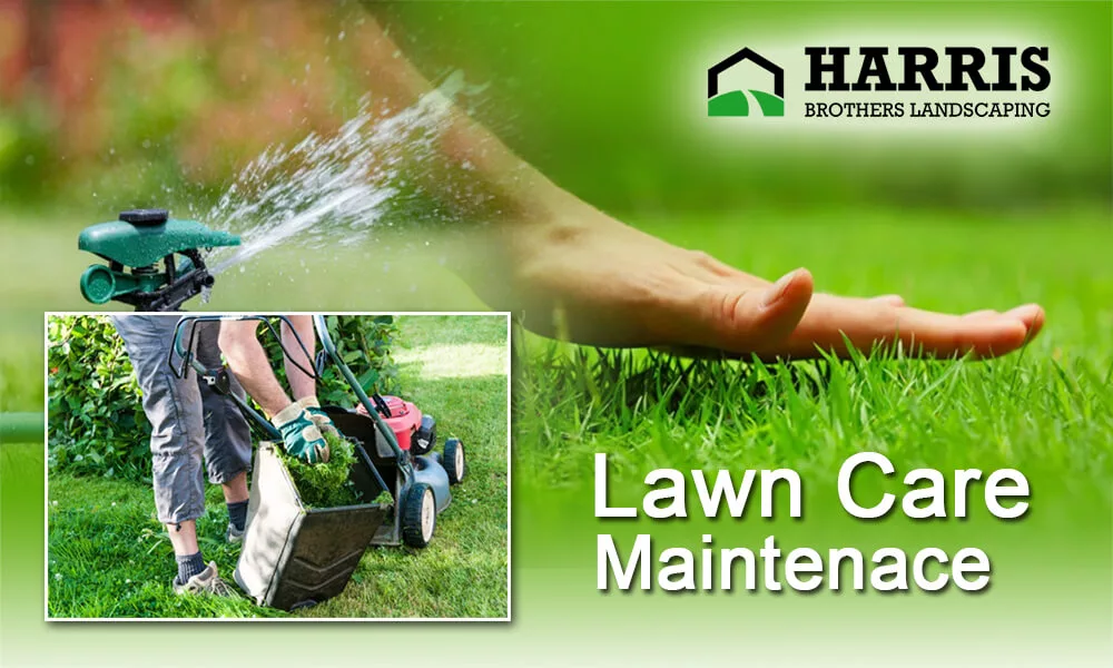 What to Keep in Mind While Doing DIY lawn Care Maintenance