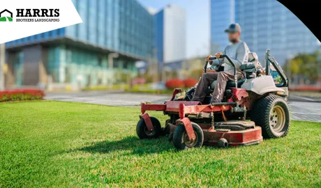 Top Reasons to Hire a Professional Lawn Care Expert