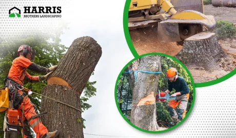 Why Tree Stump Removal Should Be a Priority for Homeowners