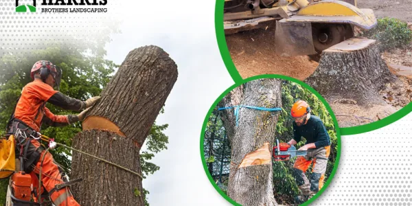 Why Tree Stump Removal Should Be a Priority for Homeowners