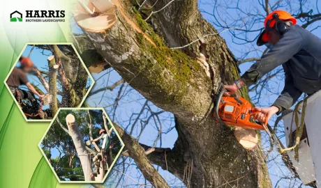 Why You Should Choose Professional Tree Removal Services