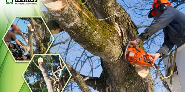 Why You Should Choose Professional Tree Removal Services