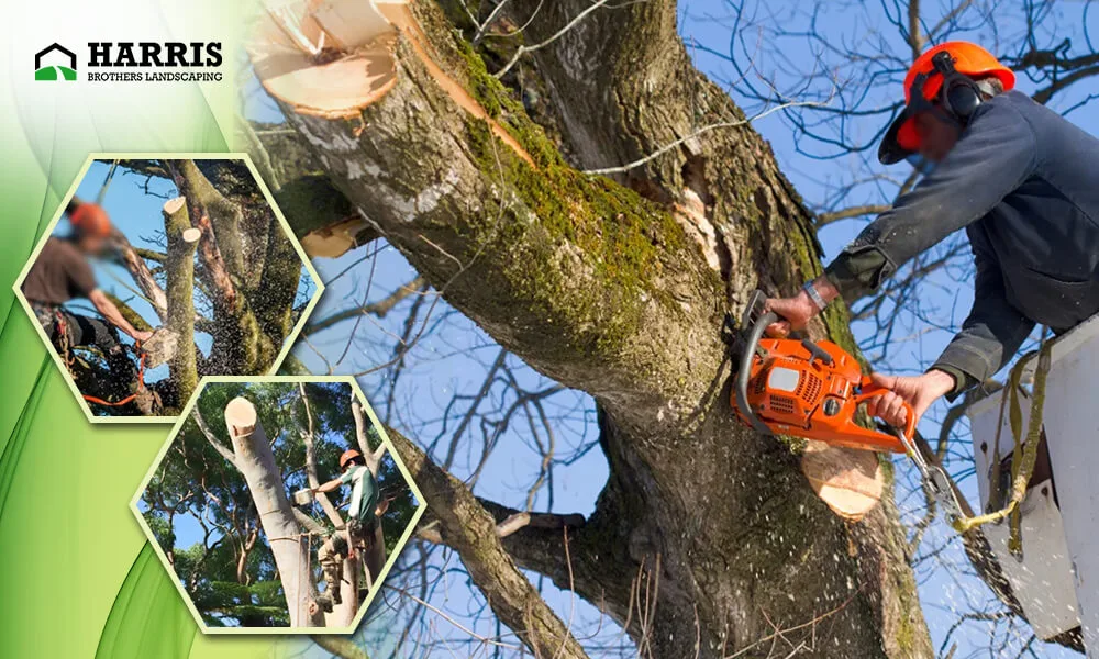 Why You Should Choose Professional Tree Removal Services