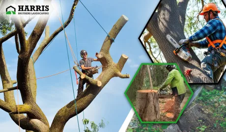 tree cutting service Medford Lakes