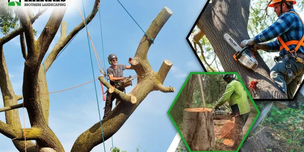 tree cutting service Medford Lakes