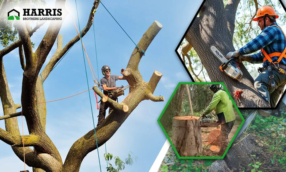 tree cutting service Medford Lakes