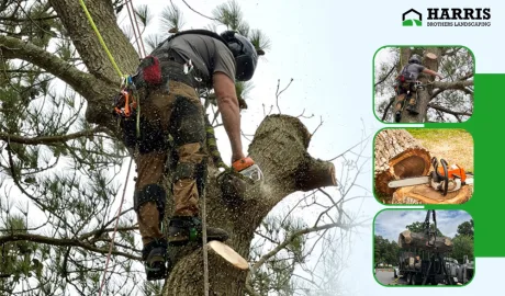 Stop Risking Your Property: Hire a Tree Removal Company