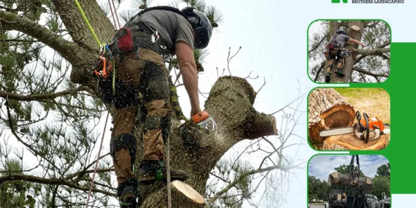 Stop Risking Your Property: Hire a Tree Removal Company