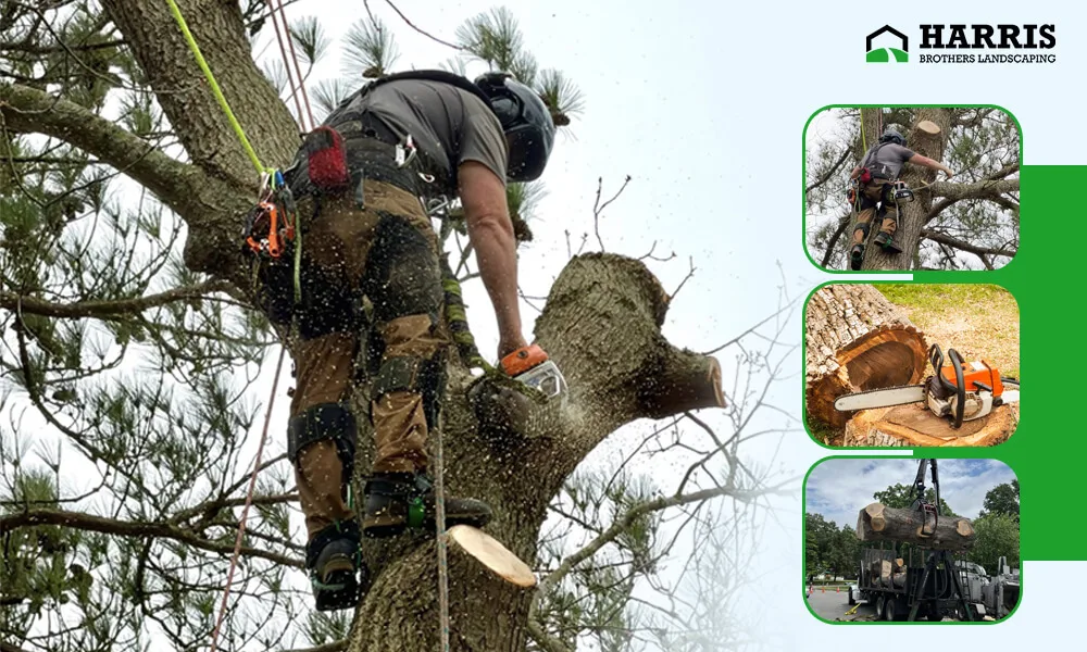 Stop Risking Your Property: Hire a Tree Removal Company