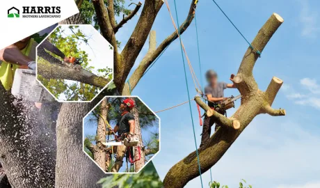 Tree removal service