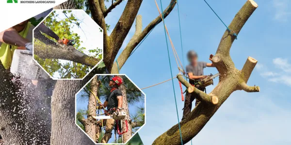 Tree removal service