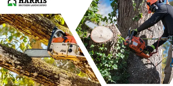 tree removal service in Hammonton