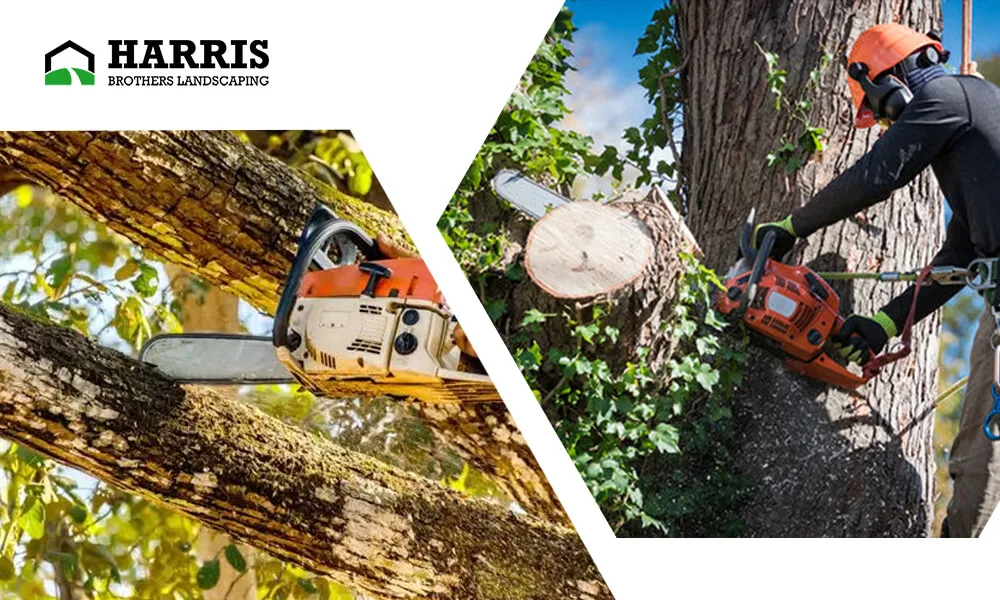 tree removal service in Hammonton