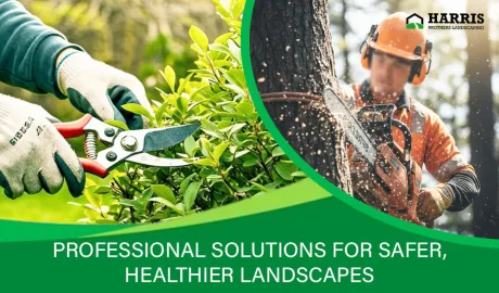 Why Tree Removal Requires Certified Arborist Expertise