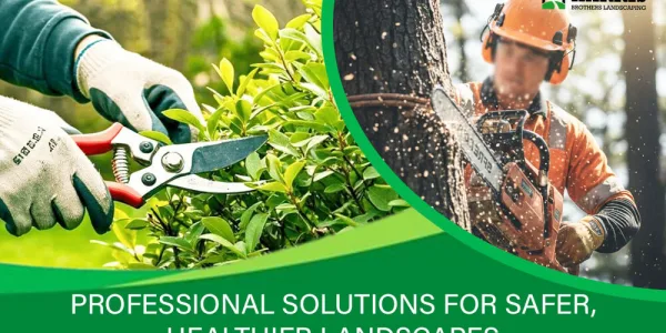 Why Tree Removal Requires Certified Arborist Expertise