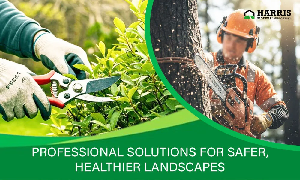Why Tree Removal Requires Certified Arborist Expertise